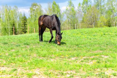 Yeşil çayırdaki siyah at, mavi gökyüzüne karşı yeşil çimlerle kaplı bulutlu. Güzel yaz güneşli bir gün. Manzara..