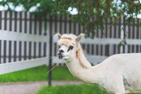 Aranyos Fehér Alpaca Egy Zöld Hátterén Aranyos Alpaca Gazdaságban Gyönyörű — Stock Fotó