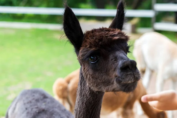 Garçon Main Nourrir Alpaga Dans Zoo Ferme Dans Jour Été — Photo