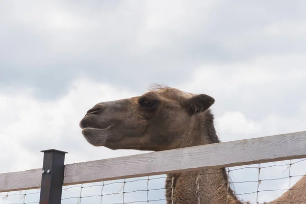 茶色のかわいいラクダの頭がフェンスの後ろにあります ラクダは夏に動物園の柵から目を覚ます — ストック写真