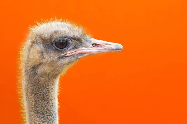 Portrait of an ostrich head profile.Bird ostrich with funny look on a orange background.closeup.copy space.