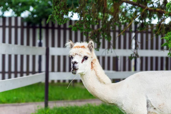 Aranyos Fehér Alpaca Egy Zöld Hátterén Aranyos Alpaca Gazdaságban Gyönyörű — Stock Fotó