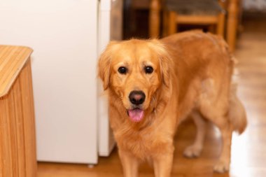 Golden Labrador Retriever mutfaktaki ahşap zeminde sıkılıyor. Arka plan bulanık..