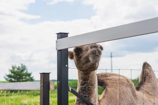 Brown Tête Chameau Mignon Est Derrière Clôture Camel Aperçoit Hors — Photo