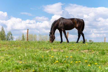 Yeşil çayırdaki siyah at, mavi gökyüzüne karşı yeşil çimlerle kaplı bulutlu. Güzel yaz güneşli bir gün. Manzara..