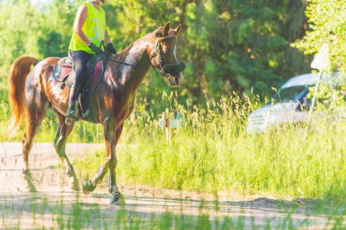 Yaz otlağında at süren rakip kız. Genç sürücü güneşli yaz gününde dört nala koşuyor. Rekabet kavramı..