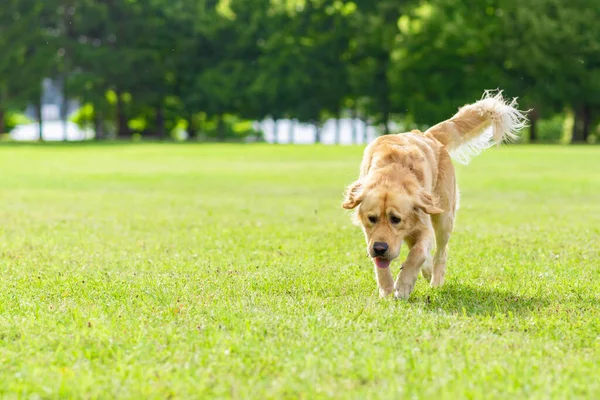 Anjing Retriever Emas Berjalan Rumput Hijau Dekat Hutan Pada Hari — Stok Foto