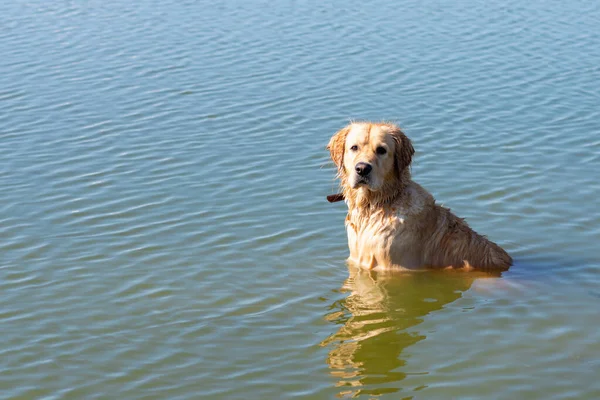 Dog Labrador Retriever standing in the lake in summer day.funny golden labrador retriever playing in the water on a sunny day.Side view,Copy space.