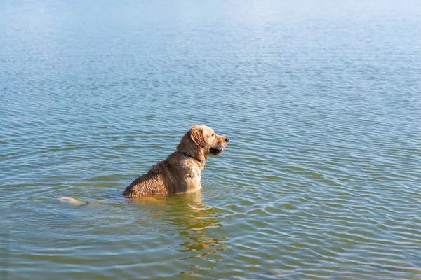 Dog Labrador Retrívr Stojící Jezeře Létě Den Funny Zlatý Labrador — Stock fotografie