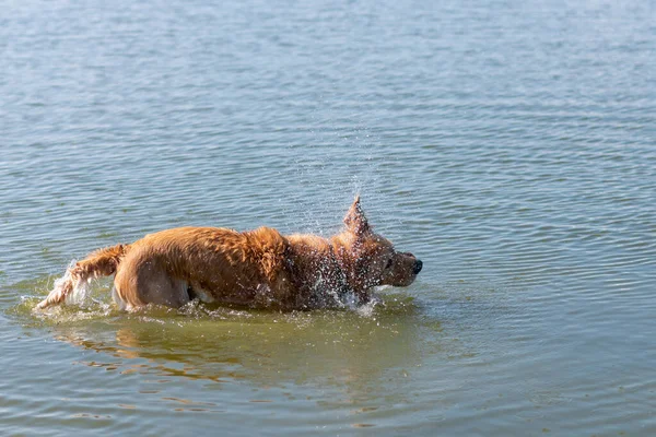 Kahverengi Labrador Retriever Köpeğinin Suyu Sallarken Fotoğrafı Altın Laboratuvar Yerel — Stok fotoğraf