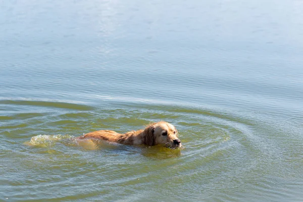 Yellow Labrador Retriever dog swimming in blue water in a summer day.Labrador Retriever, Happy dog swimming.Side view.Copy space.