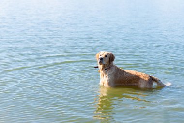 Köpek Labrador Retriever yaz günü gölde duruyor. Güneşli bir günde suda oynayan komik altın labrador Retriever. Yan görünüm, uzay kopyası..