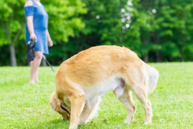 Yeşil alanda köpek labrador ile oynayan kadın. Güneşli bir yaz gününde köpekle oynayan kadın..