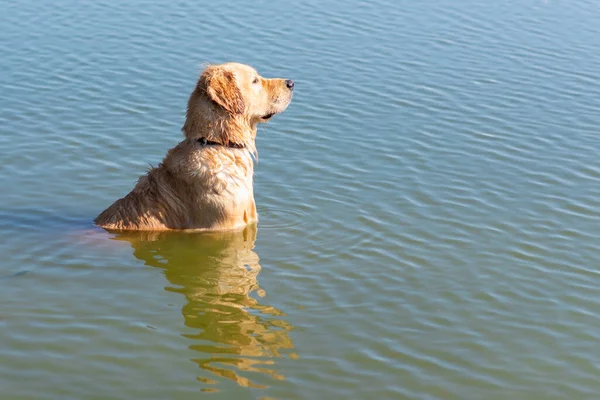 Dog Labrador Retrívr Stojící Jezeře Létě Den Funny Zlatý Labrador — Stock fotografie