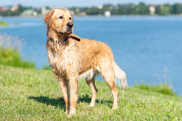 Wet Golden Labrador Dog Staying Water Very Happy Labrador Retriever — стоковое фото
