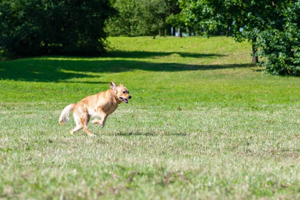 Golden Retriever Cão Correndo Campo Verão Labrador Retriever Cão Livre — Fotografia de Stock