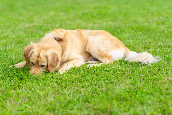 Golden Labrador Retriever sniffs something in the grass in the summer sunny day.Outdoors.