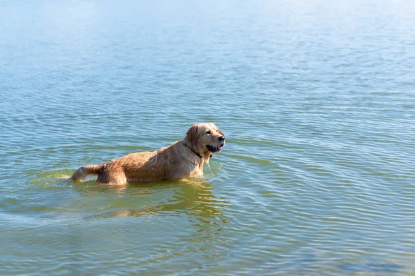 Dog Labrador Retrívr Stojící Jezeře Létě Den Funny Zlatý Labrador — Stock fotografie