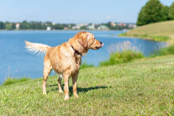 Wet Golden labrador dog staying near the water.Very happy Labrador retriever. Water is near.Copy space.