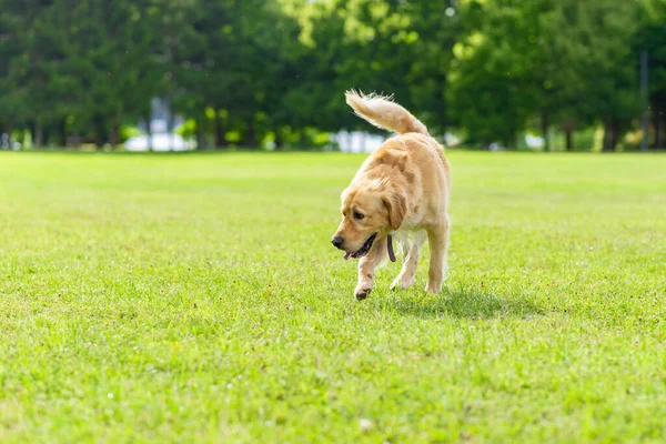 Anjing Retriever Emas Berjalan Rumput Hijau Dekat Hutan Pada Hari — Stok Foto