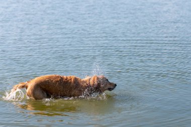 Kahverengi Labrador Retriever köpeğinin suyu sallarken fotoğrafı. Altın laboratuvar, yerel bir nehirde yüzdükten sonra suyu sallıyor..