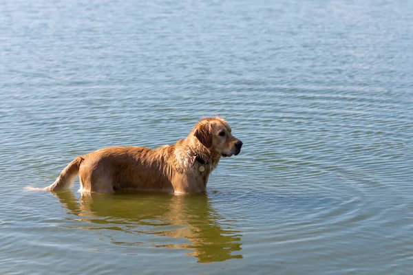 Dog Labrador Retriever Stojący Jeziorze Letni Dzień Funny Golden Labrador — Zdjęcie stockowe