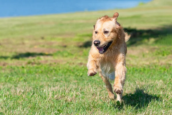 夏のフィールドで実行されている黄金のレトリバー犬夏の日に芝生の牧草地に自然の中で屋外でラブラドールレトリバー犬 — ストック写真