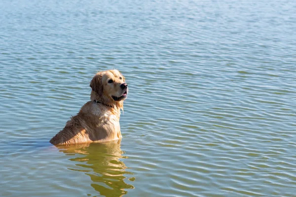Dog Labrador Retriever standing in the lake in summer day.funny golden labrador retriever playing in the water on a sunny day.Side view,Copy space.