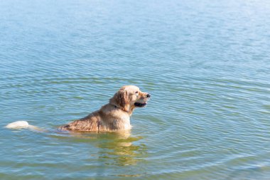 Köpek Labrador Retriever yaz günü gölde duruyor. Güneşli bir günde suda oynayan komik altın labrador Retriever. Yan görünüm, uzay kopyası..