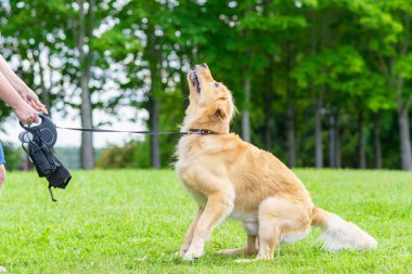 Kadın eli ve zıplayan yeşil sahada köpek labradoru oynayan kadın. Güneşli bir yaz gününde köpekle oynayan kadın..