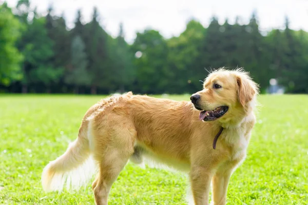 Retrato Perro Perdiguero Dorado Sobre Hierba Verde Cerca Del Bosque —  Fotos de Stock