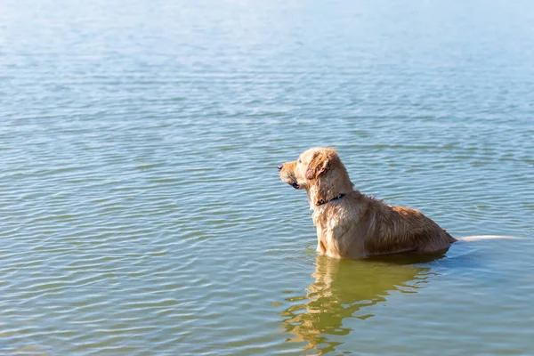 Dog Labrador Retrívr Stojící Jezeře Létě Den Funny Zlatý Labrador — Stock fotografie