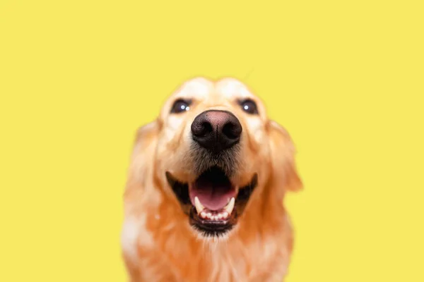 Carino Golden Retriever Beautiful Adulto Cane Labrador Oro Cagnolino Sorridente — Foto Stock