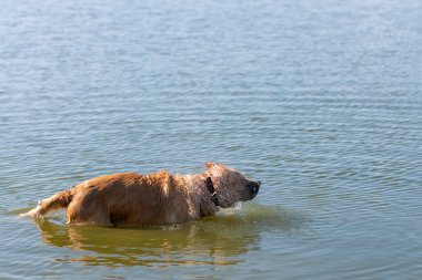 Kahverengi Labrador Retriever köpeğinin suyu sallarken fotoğrafı. Altın laboratuvar, yerel bir nehirde yüzdükten sonra suyu sallıyor..