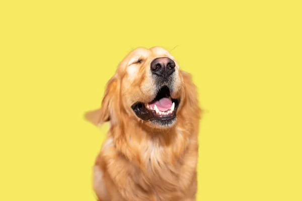 Netter Golden Retriever Schöner Erwachsener Goldener Labrador Hund Doggy Lächelt — Stockfoto