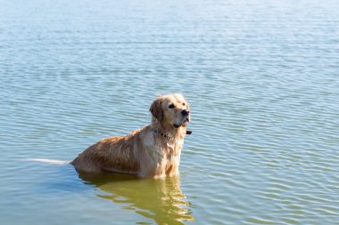 Köpek Labrador Retriever yaz günü gölde duruyor. Güneşli bir günde suda oynayan komik altın labrador Retriever. Yan görünüm, uzay kopyası..