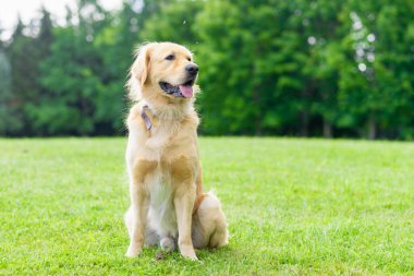 Bir yaz günü, ormanın yakınındaki yeşil çimlerde duran Golden Retriever köpeğinin portresi. Labrador Retriever portresi çimlerin üzerinde. Bulanık arkaplan. Boşluğu kopyala.