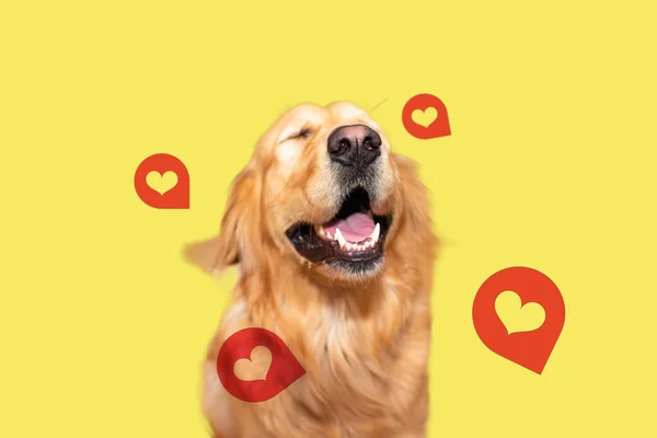 Söt Gyllene Hämtare Runt Hundens Flygande Hjärtan Vacker Vuxen Gyllene — Stockfoto