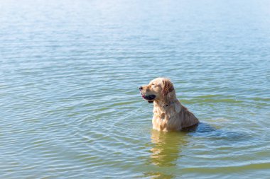 Köpek Labrador Retriever yaz günü gölde duruyor. Güneşli bir günde suda oynayan komik altın labrador Retriever. Yan görünüm, uzay kopyası..