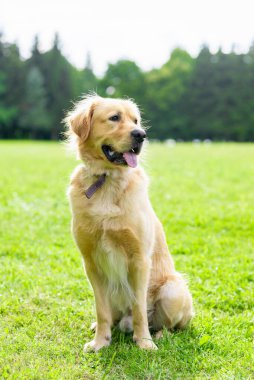 Bir yaz günü, ormanın yakınındaki yeşil çimlerde duran Golden Retriever köpeğinin portresi. Labrador Retriever portresi çimlerin üzerinde. Bulanık arkaplan.