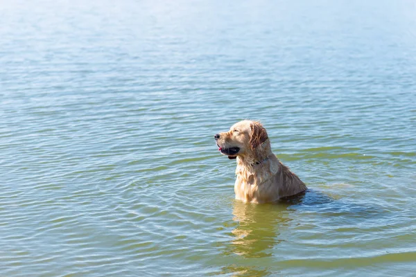 Dog Labrador Retrívr Stojící Jezeře Létě Den Funny Zlatý Labrador — Stock fotografie