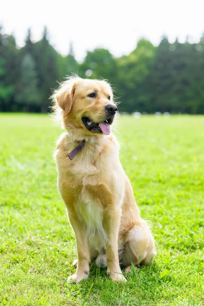 Portrait golden retriever dog on green grass near forest on a summer day.Labrador retriever portrait on the grass. Blurred background.