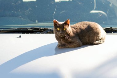 Beyaz araba kaputunda gerinen gri sarı gözlü kedi. Boşluğu kopyala.