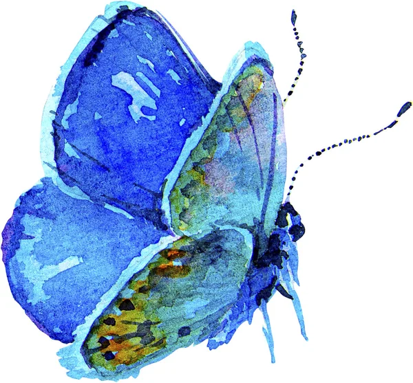 Gros Plan Papillon Dessin Réaliste Avec Aquarelle Beaucoup Couleurs Des — Photo