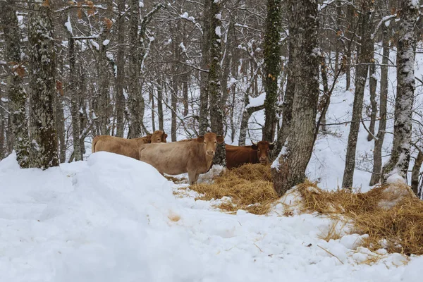 Cows in the winter, among the snowy trees.Cows in the snowy mountains.Cattle grazing in the snow