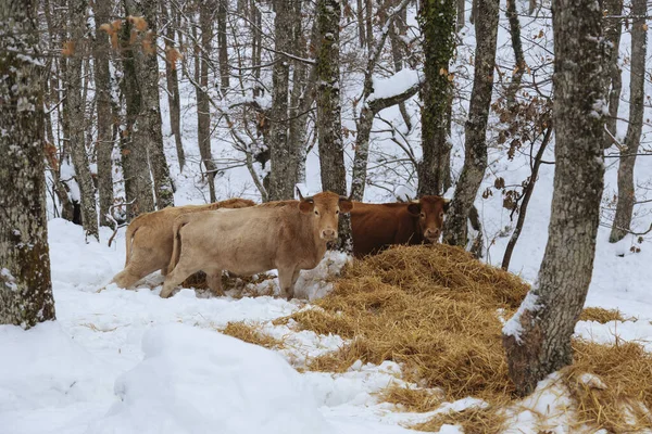 Cows Winter Snowy Trees Cows Snowy Mountains Cattle Grazing Snow — Stock Photo, Image