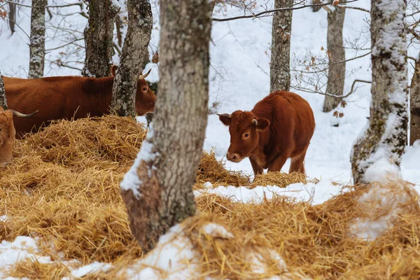 Cows in the winter, among the snowy trees.Cows in the snowy mountains.Cattle grazing in the snow