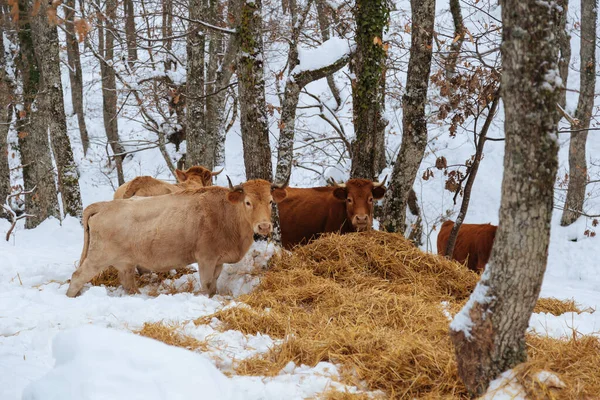 Cows in the winter, among the snowy trees.Cows in the snowy mountains.Cattle grazing in the snow