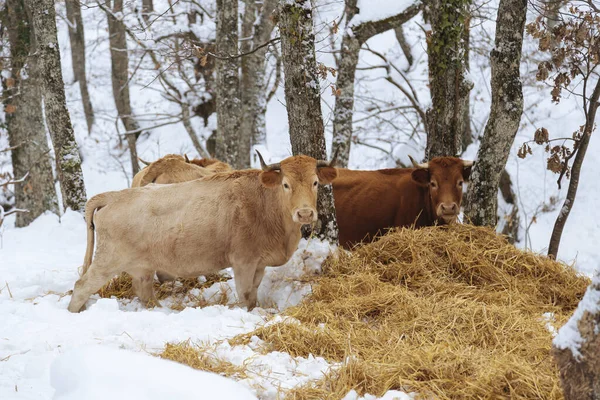 Krowy Zimą Wśród Śnieżnych Drzew Krowy Zaśnieżonych Górach Bydło Wypasane — Zdjęcie stockowe