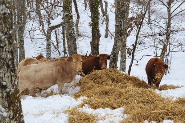 Cows in the winter, among the snowy trees.Cows in the snowy mountains.Cattle grazing in the snow